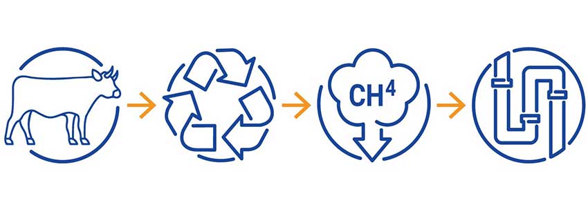Path to RNG icons, cow, recycling, CH4, distribution